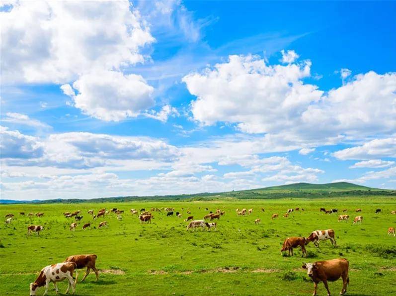 内蒙古小巷深处，发现隐藏的特色小店之旅